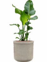 Strelitzia Nicolai In Baq Vertical Rib D 22 H 117 cm - PlantenShop24 - 14-05-2025
