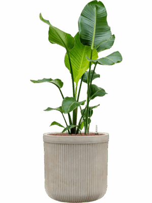Strelitzia Nicolai In Baq Vertical Rib D 22 H 117 cm - PlantenShop24 - 14-05-2025