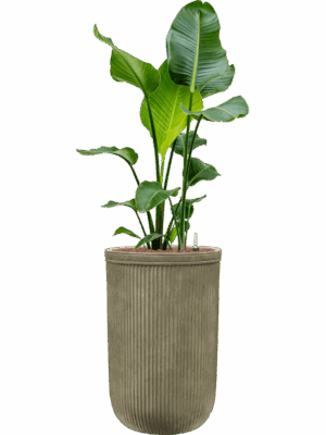 Strelitzia Nicolai In Baq Vertical Rib D 22 H 134 cm - PlantenShop24 - 15-05-2025