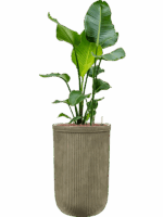 Strelitzia Nicolai In Baq Vertical Rib D 22 H 134 cm - PlantenShop24 - 15-05-2025