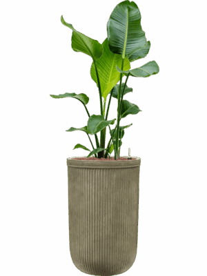 Strelitzia Nicolai In Baq Vertical Rib D 22 H 134 cm - PlantenShop24 - 15-05-2025