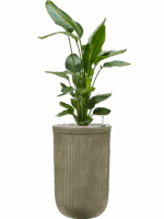 Strelitzia Nicolai In Baq Vertical Rib D 26 H 136 cm - PlantenShop24 - 19-05-2025