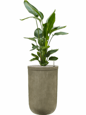 Strelitzia Nicolai In Baq Vertical Rib D 26 H 136 cm - PlantenShop24 - 19-05-2025