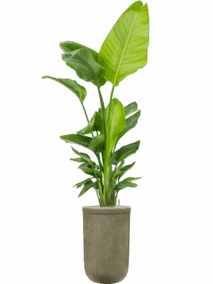 Strelitzia Nicolai  In Baq Vertical Rib D 30 H 205 cm - PlantenShop24 - 15-05-2025