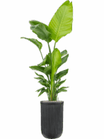 Strelitzia Nicolai  In Baq Vertical Rib D 30 H 205 cm - PlantenShop24 - 15-05-2025
