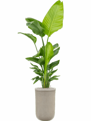 Strelitzia Nicolai  In Baq Vertical Rib D 30 H 205 cm - PlantenShop24 - 15-05-2025