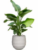 Strelitzia Nicolai  In Bordo D 20 H 98 cm - PlantenShop24 - 19-05-2025