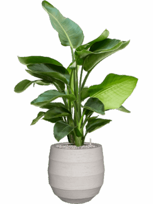 Strelitzia Nicolai  In Bordo D 20 H 98 cm - PlantenShop24 - 19-05-2025