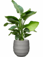 Strelitzia Nicolai  In Bordo D 20 H 99 cm - PlantenShop24 - 19-05-2025
