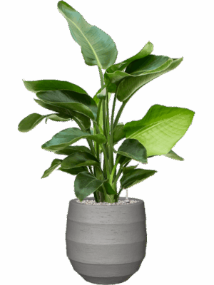 Strelitzia Nicolai  In Bordo D 20 H 99 cm - PlantenShop24 - 19-05-2025