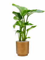 Strelitzia Nicolai In Capi Lux Retro D 17 H 83 cm - PlantenShop24 - 06-05-2025