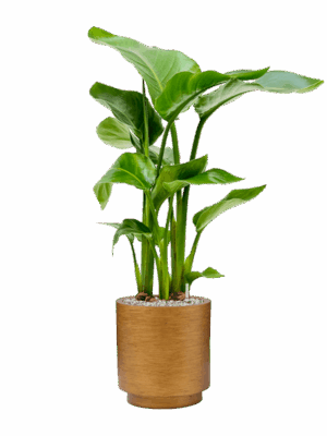 Strelitzia Nicolai In Capi Lux Retro D 17 H 83 cm - PlantenShop24 - 06-05-2025