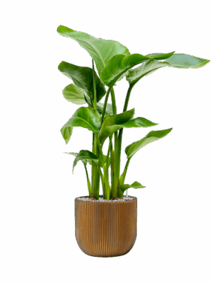 Strelitzia Nicolai In Capi Nature Groove D 17 H 79 cm - PlantenShop24 - 01-05-2025