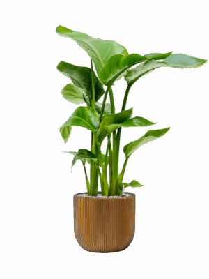 Strelitzia Nicolai In Capi Nature Groove D 17 H 79 cm - PlantenShop24 - 01-05-2025