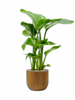 Strelitzia Nicolai In Capi Nature Groove D 17 H 79 cm - PlantenShop24 - 06-05-2025