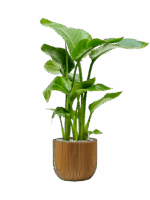 Strelitzia Nicolai In Capi Nature Groove D 17 H 79 cm - PlantenShop24 - 06-05-2025