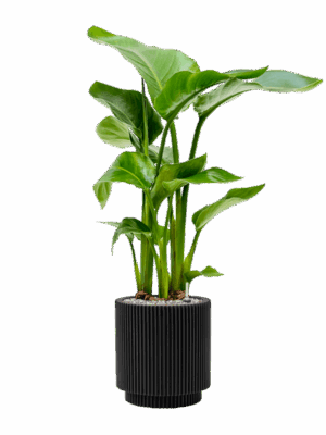 Strelitzia Nicolai In Capi Nature Groove D 17 H 83 cm - PlantenShop24 - 06-05-2025