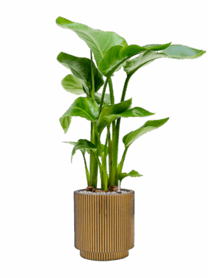 Strelitzia Nicolai In Capi Nature Groove D 17 H 84 cm - PlantenShop24 - 08-05-2025