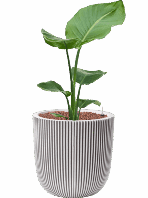 Strelitzia Nicolai In Capi Nature Groove NL D 15 H 77 cm - PlantenShop24 - 23-05-2025