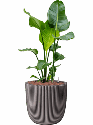 Strelitzia Nicolai In Capi Nature Groove NL D 22 H 116 cm - PlantenShop24 - 30-05-2025