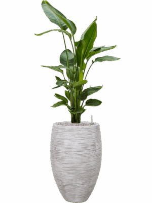 Strelitzia Nicolai In Capi Nature Rib NL D 26 H 137 cm - PlantenShop24 - 01-05-2025