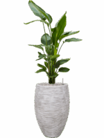 Strelitzia Nicolai In Capi Nature Rib NL D 26 H 137 cm - PlantenShop24 - 19-05-2025