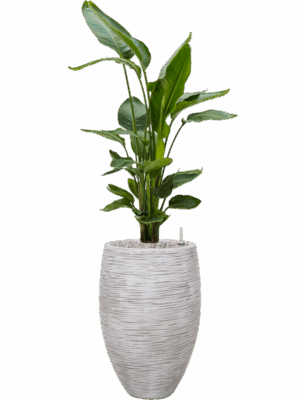 Strelitzia Nicolai In Capi Nature Rib NL D 26 H 137 cm - PlantenShop24 - 19-05-2025