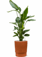 Strelitzia Nicolai In Chao D 26 H 110 cm - PlantenShop24 - 19-05-2025