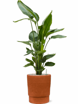 Strelitzia Nicolai In Chao D 26 H 110 cm - PlantenShop24 - 19-05-2025