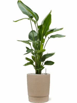 Strelitzia Nicolai In Chao D 26 H 111 cm - PlantenShop24 - 19-05-2025