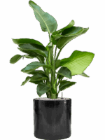 Strelitzia Nicolai In Cylinder D 20 H 99 cm - PlantenShop24 - 19-05-2025