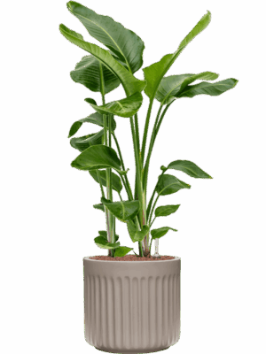 Strelitzia Nicolai In Doric Natural D 28 H 113 cm - PlantenShop24 - 30-04-2025
