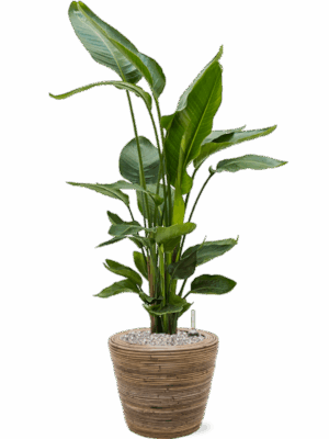 Strelitzia Nicolai In Drypot Rattan Stripe D 26 H 112 cm - PlantenShop24 - 19-05-2025