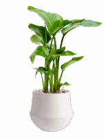 Strelitzia Nicolai In Fusion D 17 H 64 cm - PlantenShop24 - 09-05-2025