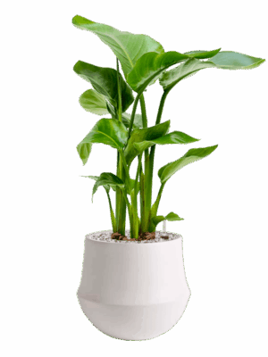 Strelitzia Nicolai In Fusion D 17 H 64 cm - PlantenShop24 - 09-05-2025