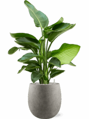Strelitzia Nicolai  In Grigio D 20 H 99 cm - PlantenShop24 - 19-05-2025