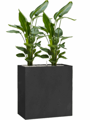 Strelitzia Nicolai In Grigio D 26 H 138 cm - PlantenShop24 - 19-05-2025