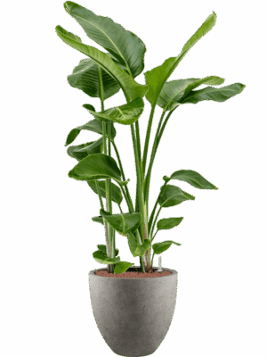 Strelitzia Nicolai In Grigio D 28 H 143 cm - PlantenShop24 - 30-04-2025
