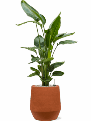 Strelitzia Nicolai In Humus D 26 H 112 cm - PlantenShop24 - 19-05-2025