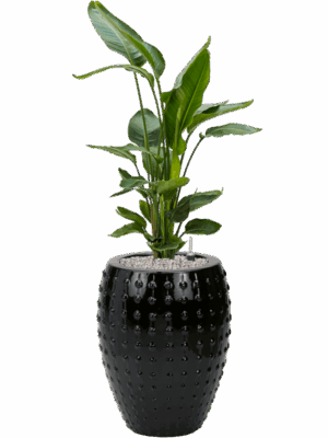 Strelitzia Nicolai In Laos D 26 H 131 cm - PlantenShop24 - 19-05-2025