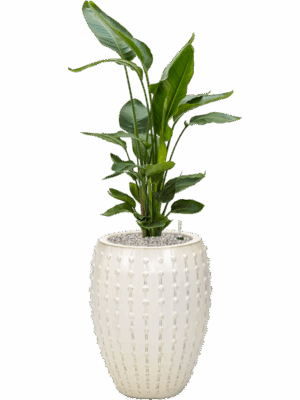Strelitzia Nicolai In Laos D 26 H 131 cm - PlantenShop24 - 19-05-2025