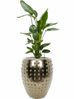 Strelitzia Nicolai In Laos D 26 H 133 cm - PlantenShop24 - 19-05-2025
