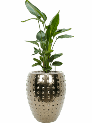 Strelitzia Nicolai In Laos D 26 H 133 cm - PlantenShop24 - 19-05-2025