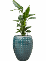 Strelitzia Nicolai In Laos D 26 H 133 cm - PlantenShop24 - 19-05-2025