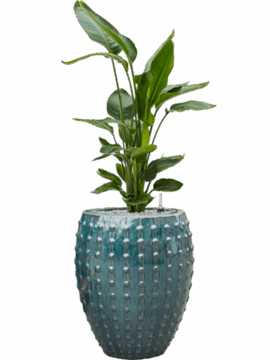 Strelitzia Nicolai In Laos D 26 H 133 cm - PlantenShop24 - 19-05-2025