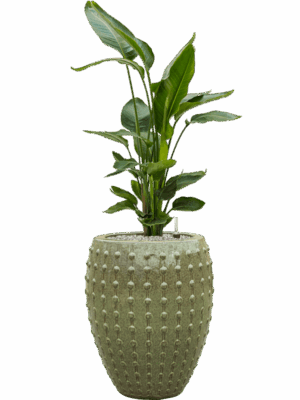 Strelitzia Nicolai In Laos D 26 H 133 cm - PlantenShop24 - 27-05-2025