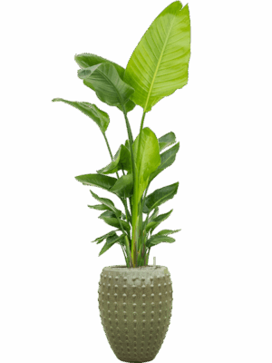 Strelitzia Nicolai  In Laos D 30 H 203 cm - PlantenShop24 - 27-05-2025