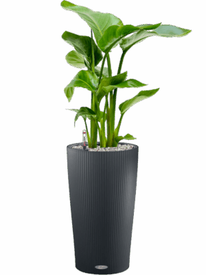 Strelitzia Nicolai In Lechuza Cilindro D 17 H 80 cm - PlantenShop24 - 06-05-2025