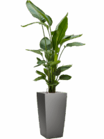 Strelitzia Nicolai In Lechuza Cubico D 26 H 131 cm - PlantenShop24 - 19-05-2025