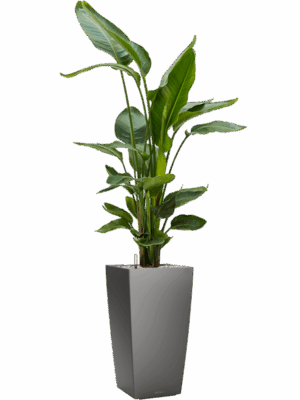 Strelitzia Nicolai In Lechuza Cubico D 26 H 131 cm - PlantenShop24 - 19-05-2025